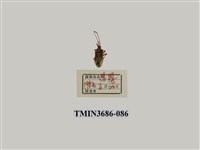 藏品(半翅目(2))的圖片